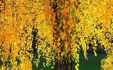 fa fény ősz