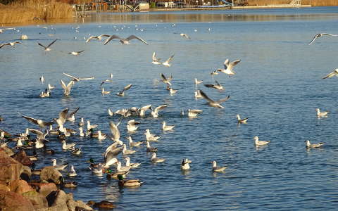 Balatonfüred, sirályok.