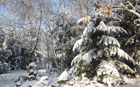 Hó,tél,fenyő,kert.Címlapfotó.