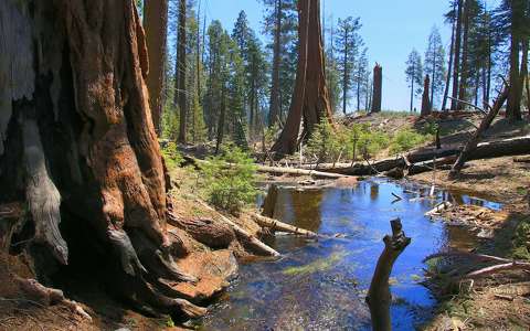 Sequoia NP, California, USA