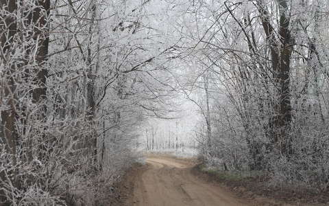 erdő tél zúzmara út