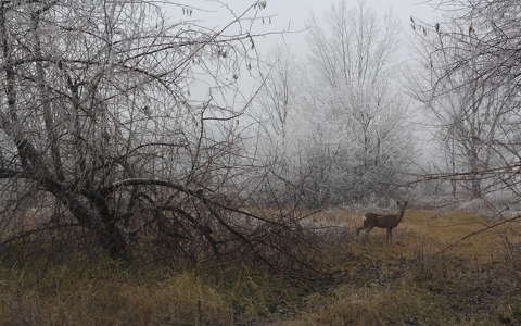 címlapfotó köd szarvas és őz tél