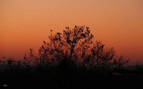 madár naplemente