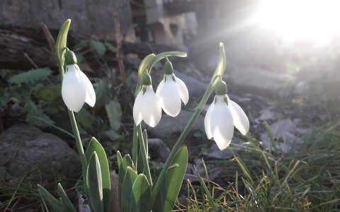 címlapfotó fény hóvirág tavaszi virág