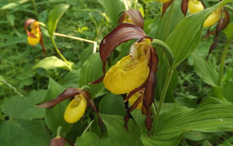 címlapfotó orchidea trópusi virág vadvirág
