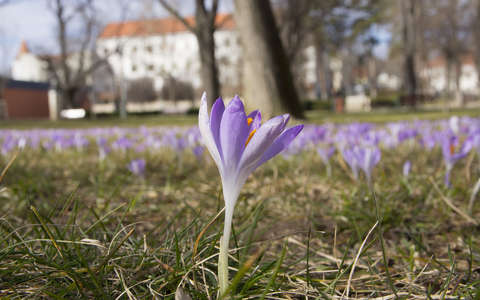 Balatonfüred