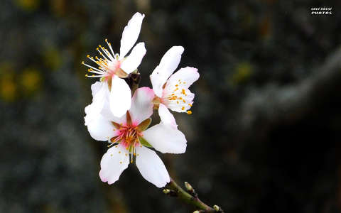 mandula fa virág, tavasz, magyarország