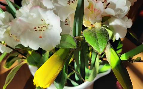 bimbó nárcisz tavaszi virág