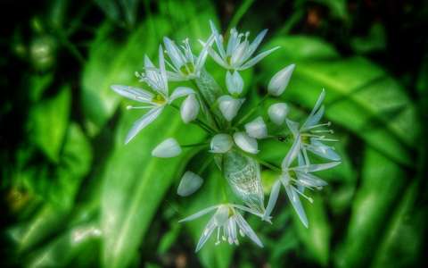 Allium ursinum virága