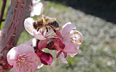gyümölcsfavirág méh rovar tavasz