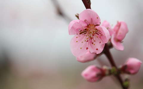 címlapfotó gyümölcsfavirág tavasz