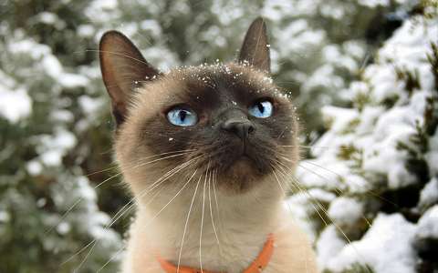 címlapfotó macska tavasz tél