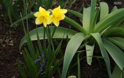 nárcisz, kerti virág, tavasz, magyarország