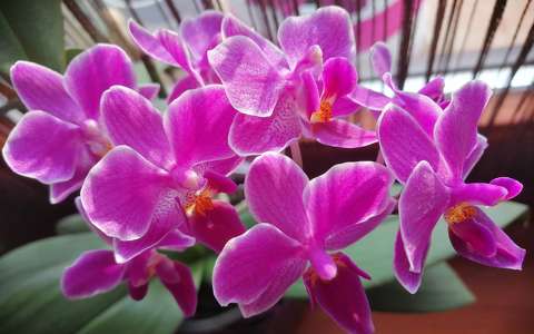 orchidea trópusi virág