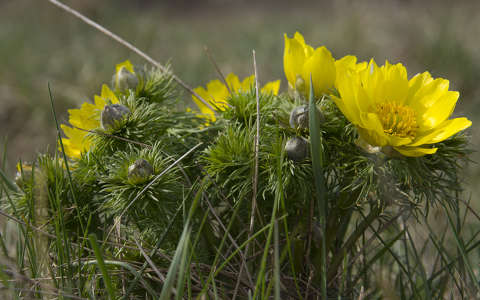 címlapfotó hérics tavasz tavaszi virág