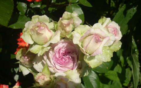 rózsa virágcsokor és dekoráció