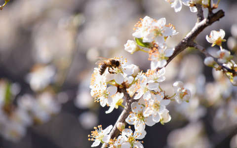 címlapfotó gyümölcsfavirág méh rovar