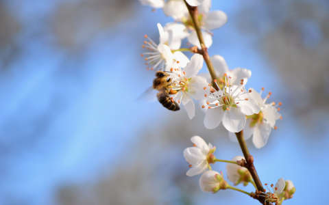 gyümölcsfavirág méh rovar tavasz