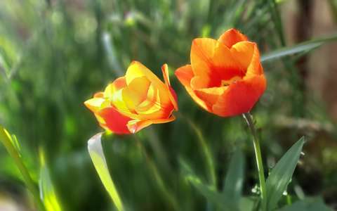 tavaszi virág tulipán