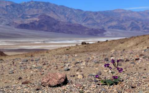 Tavasz Death Valley sivatagban, California, USA