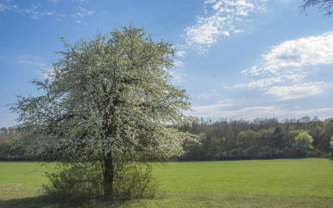 címlapfotó fa tavasz virágzó fa
