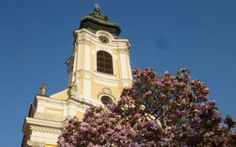 magnólia tavasz templom virágzó fa