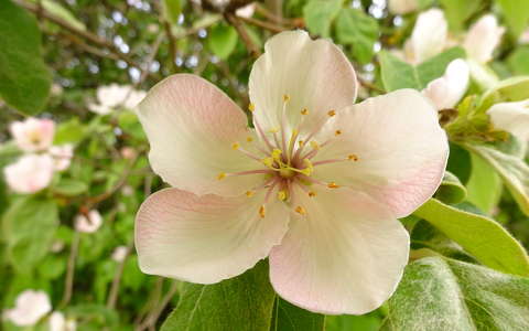 Naspolyafa virág