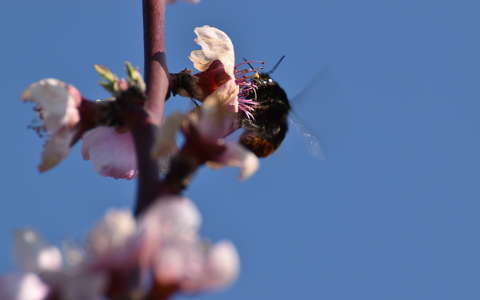 dongó gyümölcsfavirág rovar tavasz