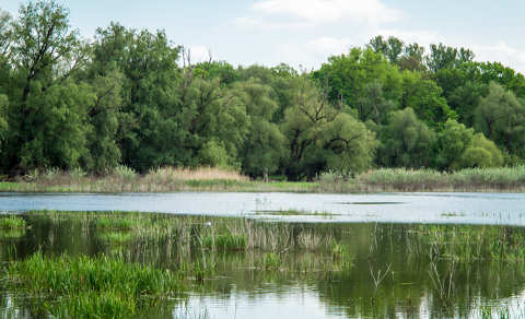 Gemenc, Forgó tó