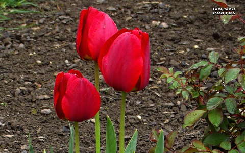 tulipán, kerti virág, tavasz, magyarország