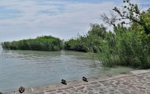 Balaton, friss tavaszi zöld