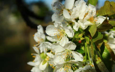 Tavaszi cseresznyefa