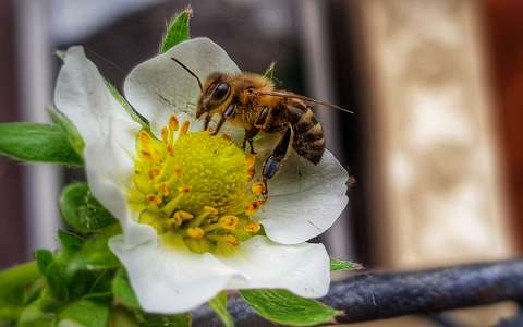 méh rovar tavasz
