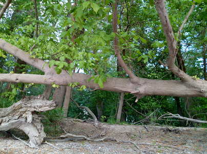 Fák a Szentendrei-szigeten