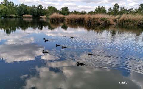 Gyömrői Tőzeges tó kacsái