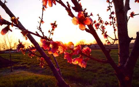 címlapfotó fény gyümölcsfavirág naplemente