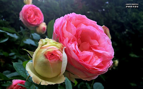 rózsa, kerti virág, magyarország