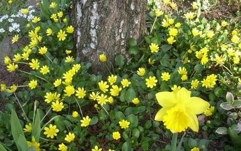 nárcisz tavasz tavaszi virág