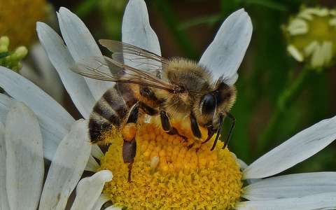 címlapfotó méh rovar