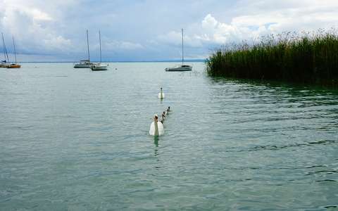 Hattyú család, Balaton, Alsóörs