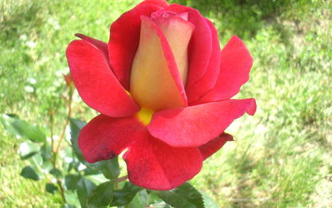 Piros rózsa,nyár
