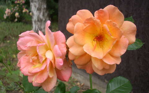 Sárga rózsa,kert,nyár