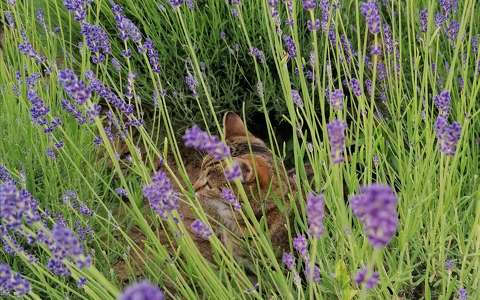 levendula macska nyár vadvirág