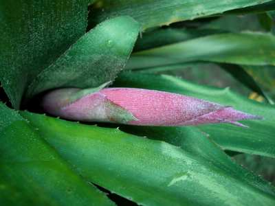 Bromélia avagy Angyalkönny