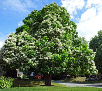 Catalpa en fleur à Sherbrooke Québec