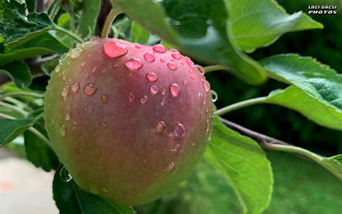 alma, gyümölcs, magyarország