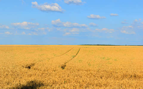 címlapfotó gabonaföld nyár