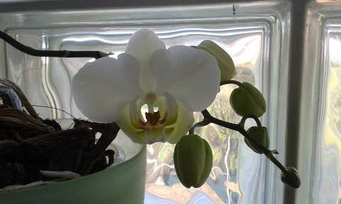 Orchidea