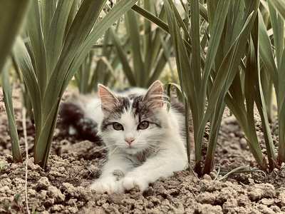 Macska ültetvény