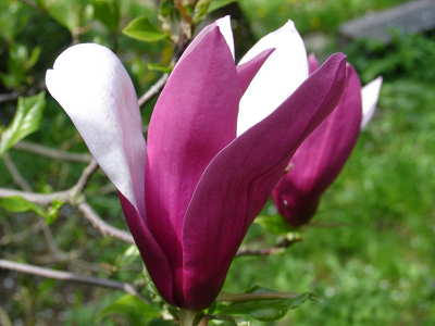 Tulipánfa virága